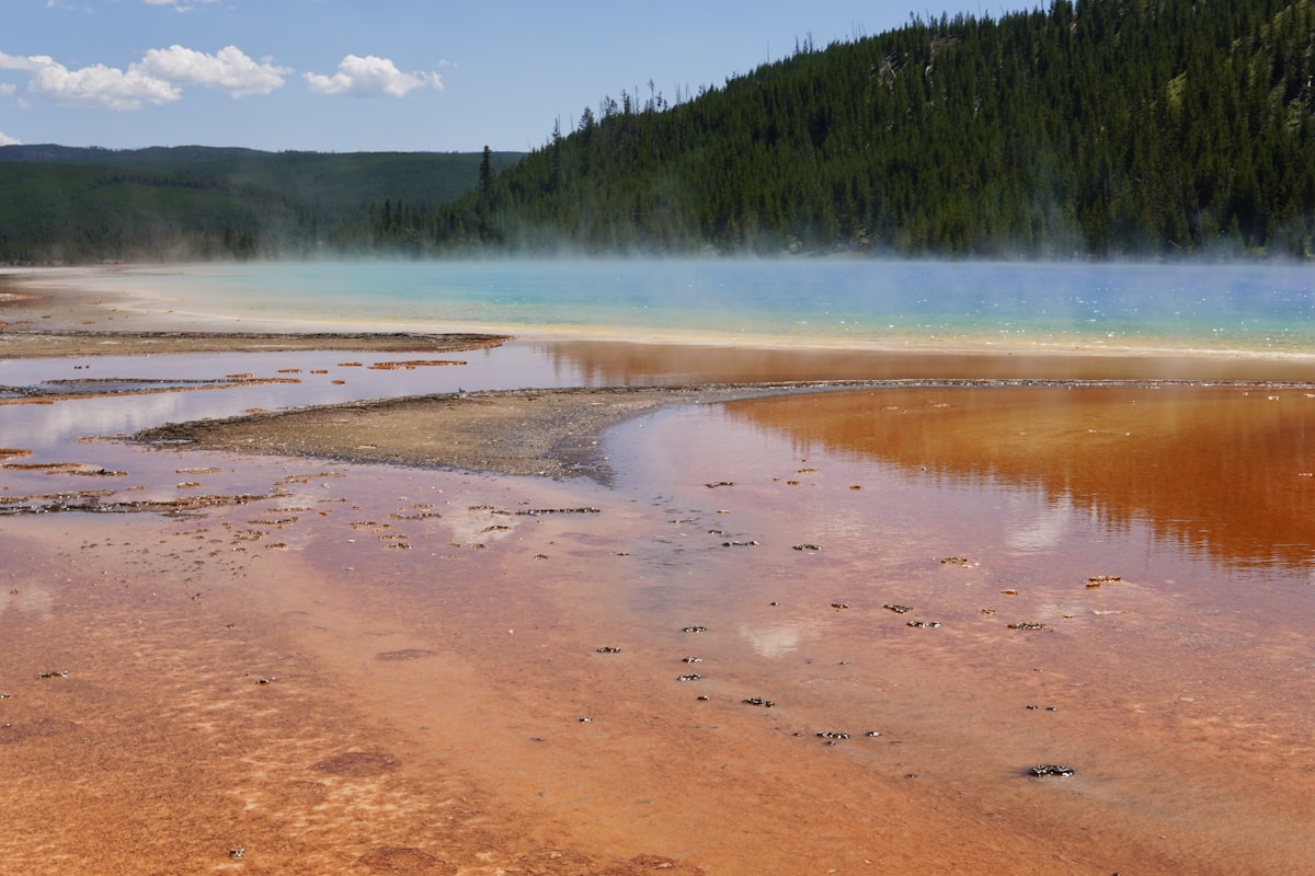 a body of water surrounded by a forest
