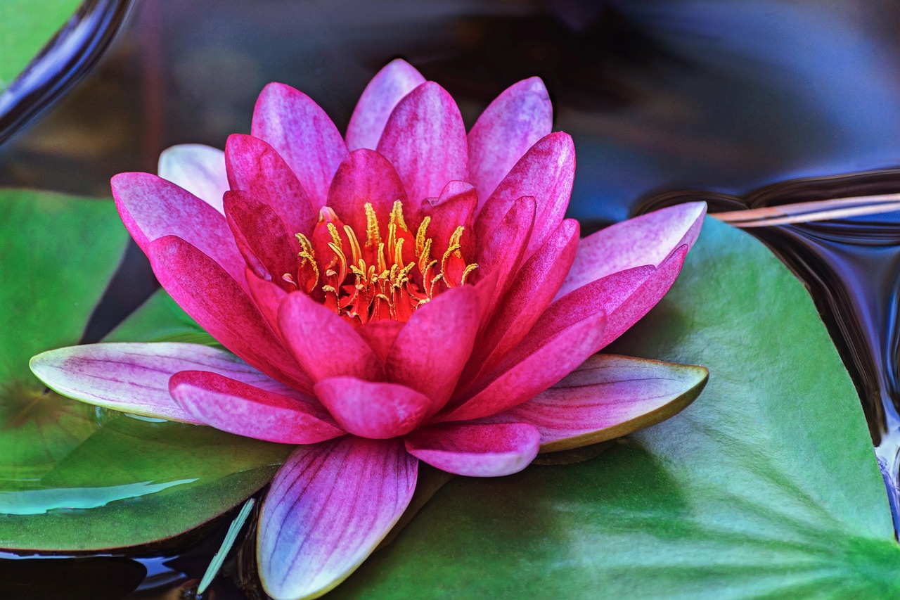 water lily, flower, the park, pond, flora, aquatic plants, nature, pink, pink water lily, botanical garden, flower wallpaper, flower background, arboretum, water, beautiful flowers, bloom, garden pond