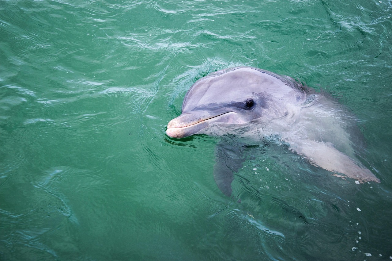 dolphin, dolphinarium, ocean, water, sea, animals, marine fauna, zoo, close-up