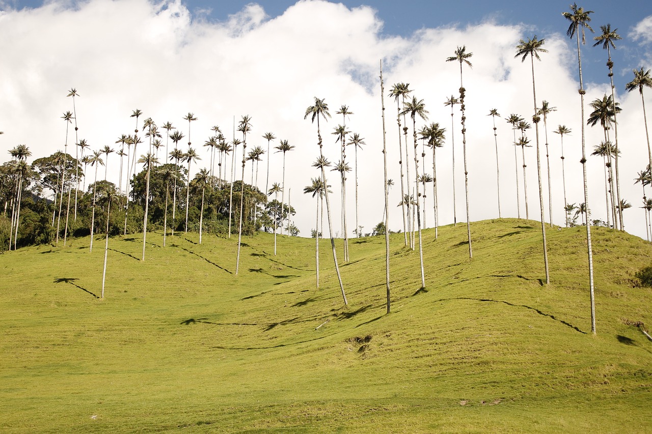 palma, nature, wax palm, valle del cocora, colombia, easter, landscape, cruz, palms, cocora-valley, tree, tropical, trees, darling, moutains, weihwasserkessel, gebetbücher, faith
