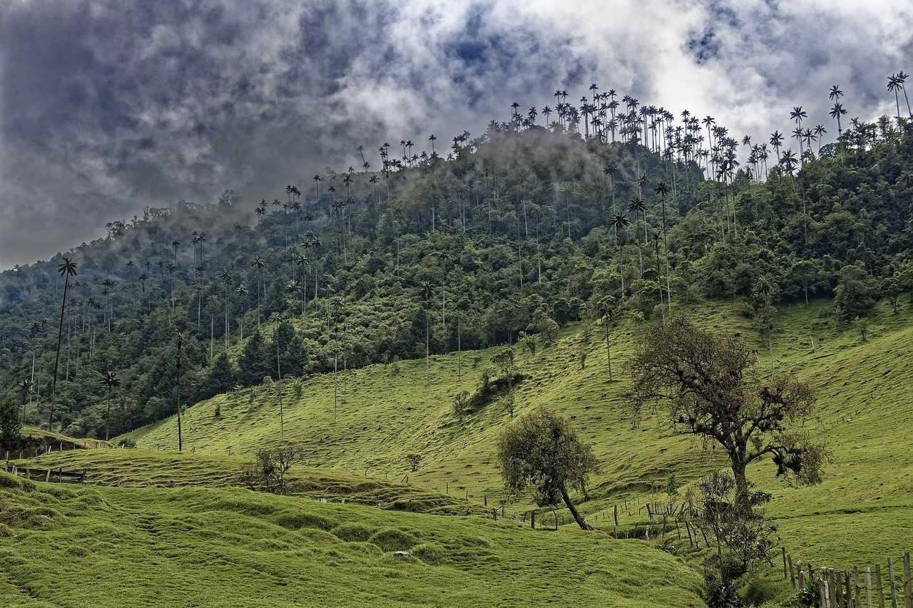 colombia, el bosque de palmas, palm trees, cocora valley, forest, valley, mountains, wax palm trees, valle del cocora, tree, landscape, tropical, green, nature, heaven, clouds