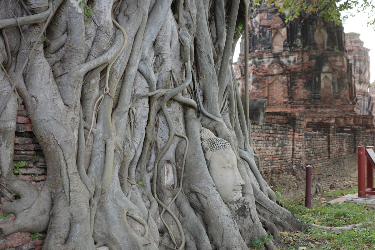 Buddha's head entwined by tree roots.
