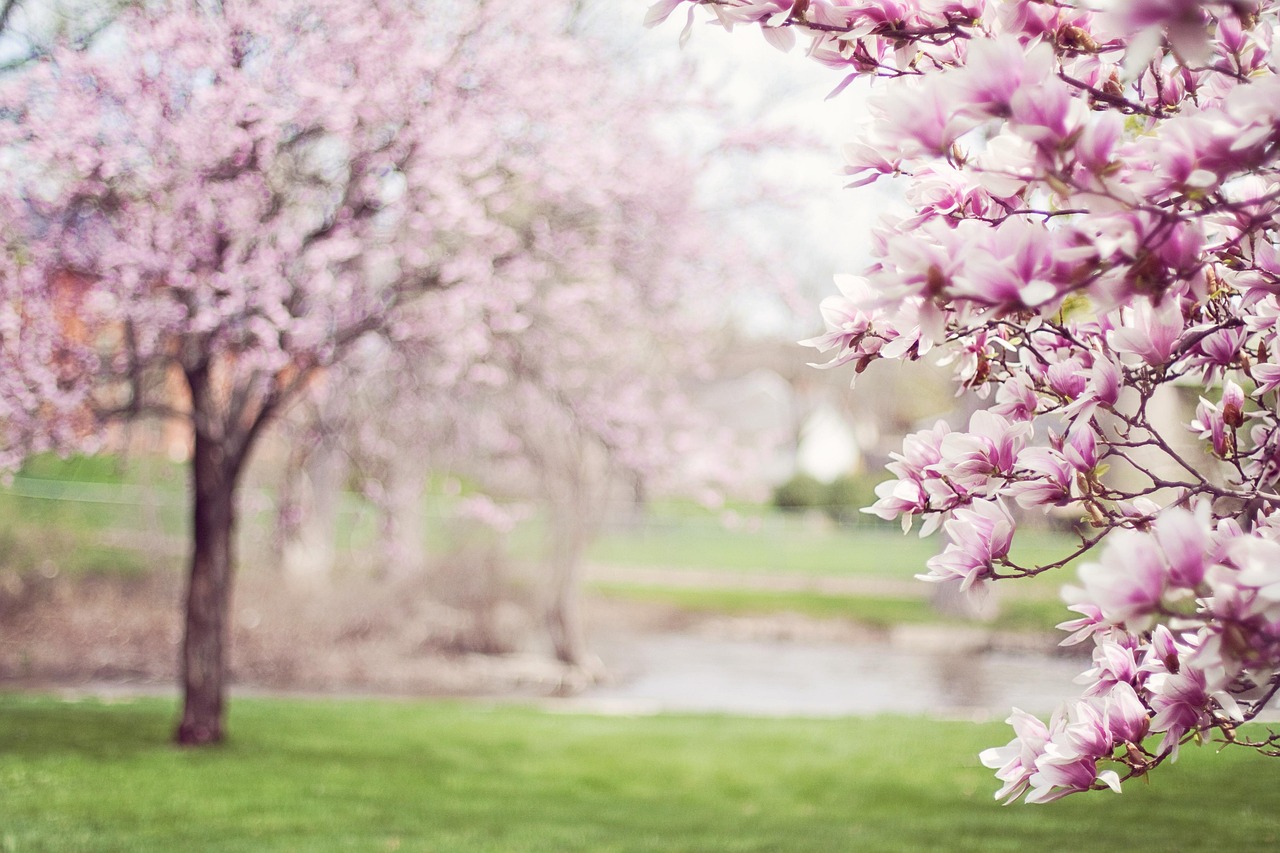 magnolia trees, springtime, pink flowers, blossom, spring, flowering tree, bloom, flora, nature, spring, spring, spring, spring, spring, nature