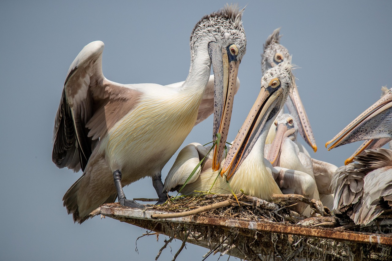 bird, nesting, wildlife, kolleru, sanctuary, feathers, plumage, nest, india, nature, spot billed pelican, pelican, wildlife, wildlife, nest, india, india, pelican, pelican, pelican, pelican, pelican