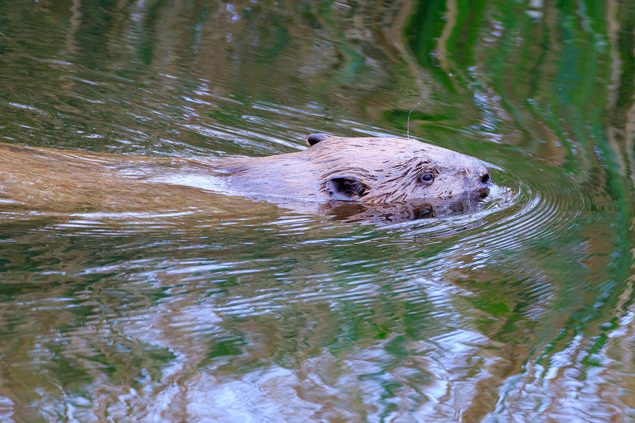 federsee, nature, natural reserve, nature reserve, wetland, swim, beaver, water, wild, beaver, beaver, beaver, beaver, beaver