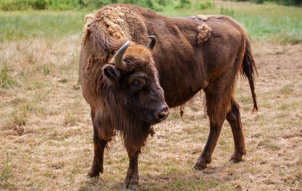 buffalo, zoo, animal, bison, wild, mammal, nature, bull, horns, wildlife, large, cow, wilderness, livestock, brown, safari, big, massive, outdoors, brown cow