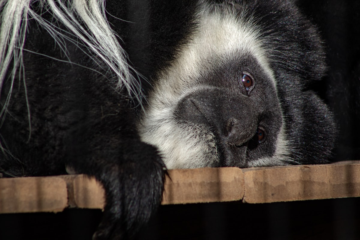 black and white animal