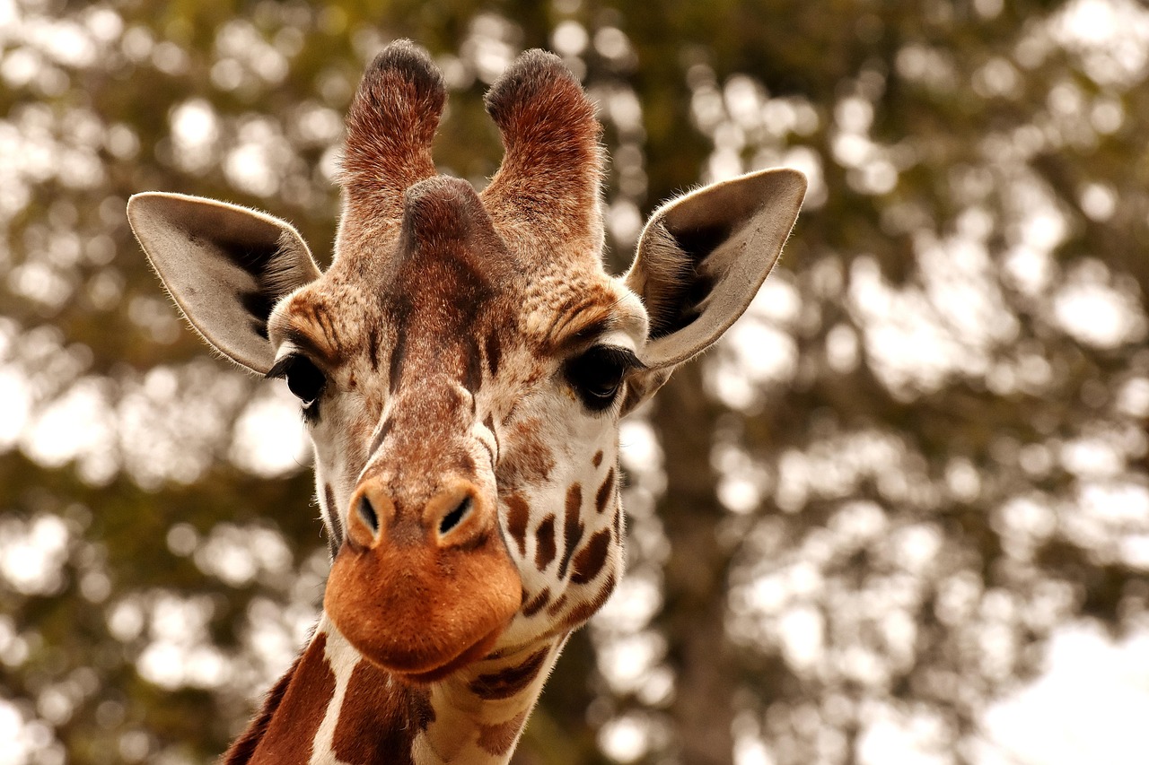 giraffe, zoo, animal, animal portrait, wild animal, nature, tierpark hellabrunn, head