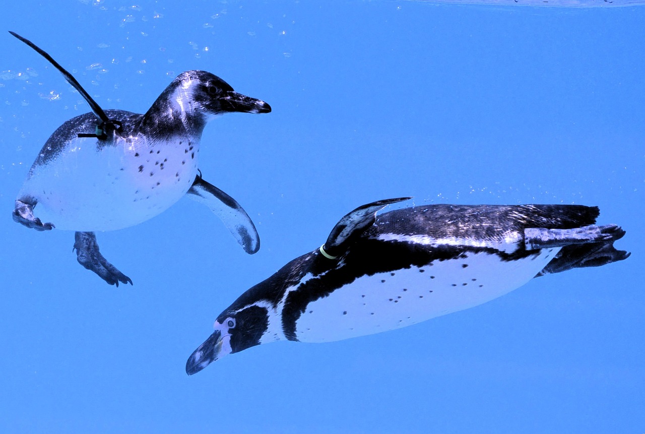 penguin, underwater, nature, swim, bird, zoo, cute, animal
