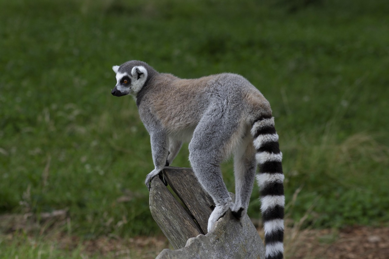 zoo, wildlife, park, animal, mammal, nature, green animals, green park