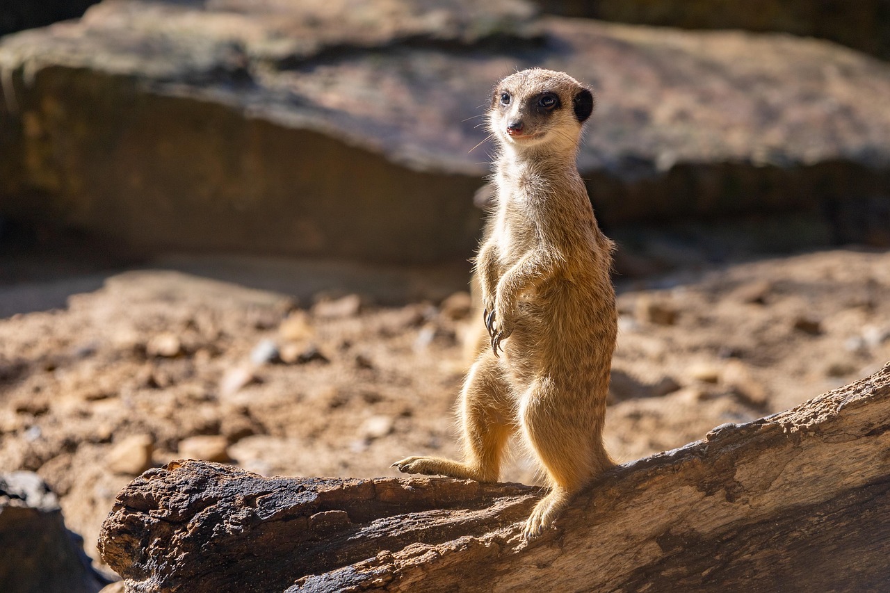 meerkat, animal, nature, mammal, zoo, desert, suricate, meerkat, meerkat, meerkat, meerkat, meerkat, desert, desert