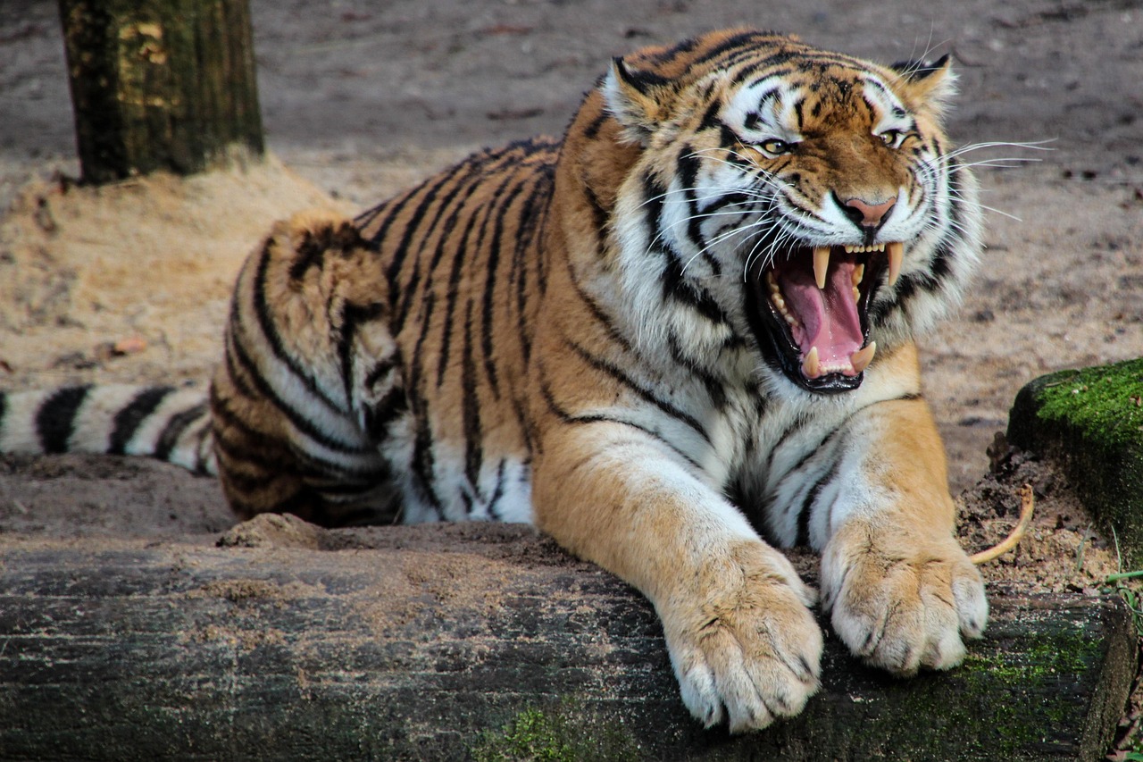 tiger, animal, roar, roaring, nature, predator, mammal, big cat, wild animal, wildlife, wilderness, fauna, safari, zoo