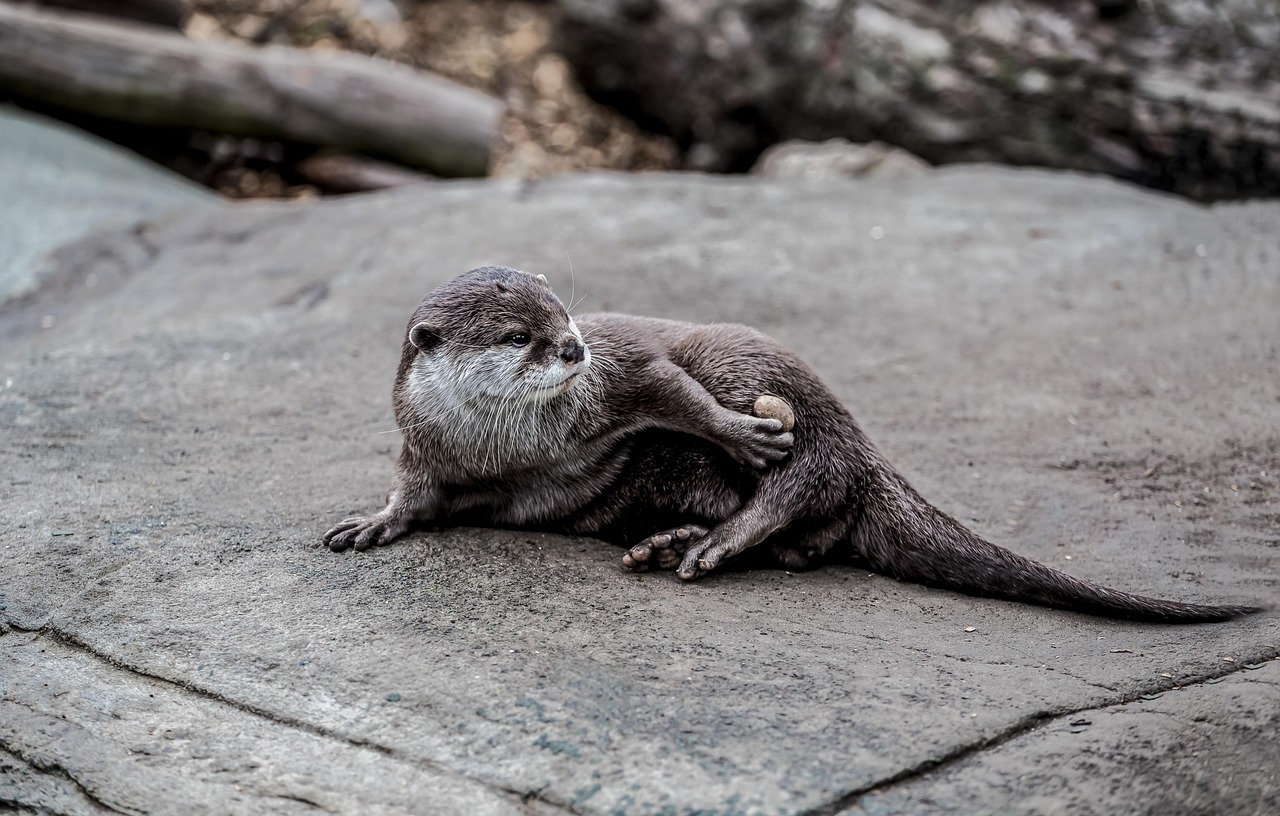 otter, nature, stone, mammal, wildlife, animal, water, playful, zoo