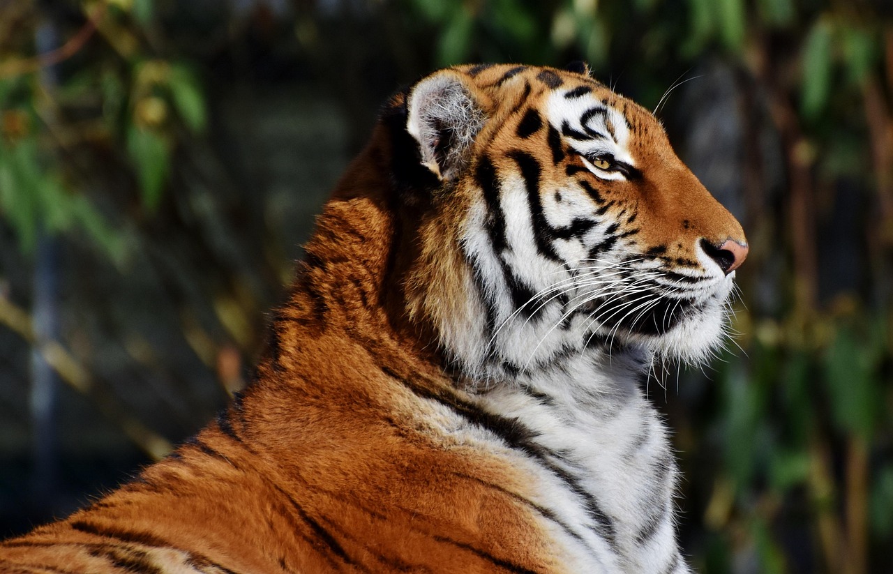 tiger, big cat, predator, wildcat, tiger head, dangerous, majestic, wildlife, zoo, tierpark hellabrunn, tiger, tiger, tiger, tiger, tiger