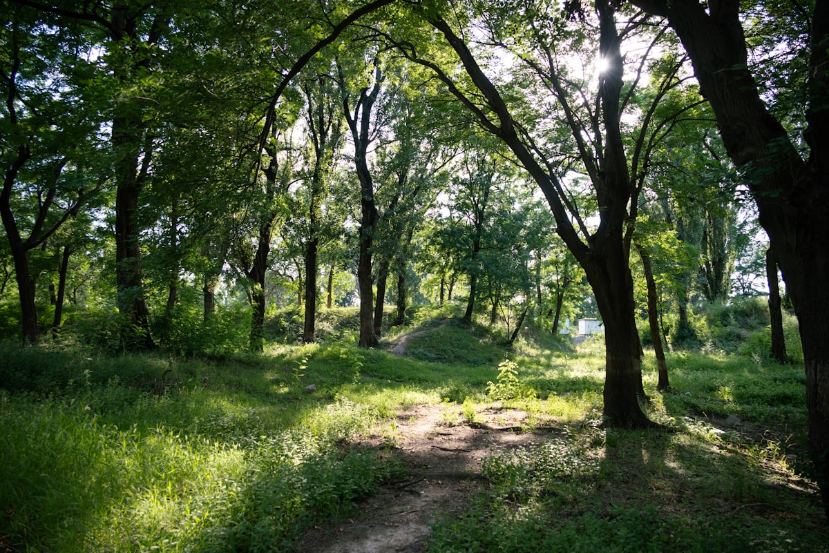 A dirt path in the middle of a forest
