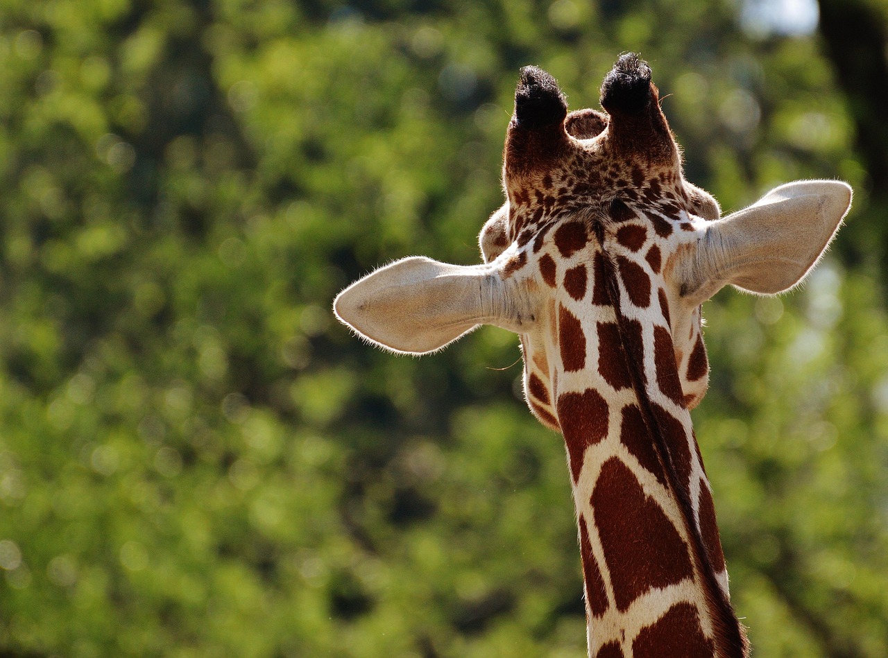 giraffe, zoo, nature, animal, animal portrait, tierpark hellabrunn