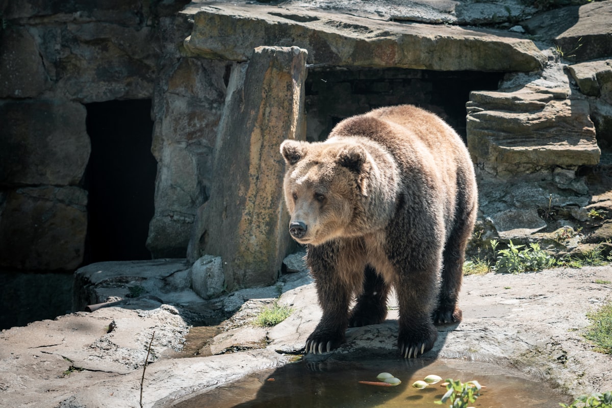 A brown bear stands near a rocky cave.
