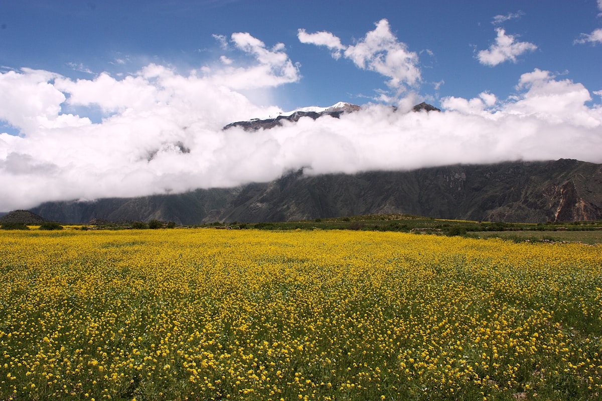 Field of yellow flowers with mountains and clouds