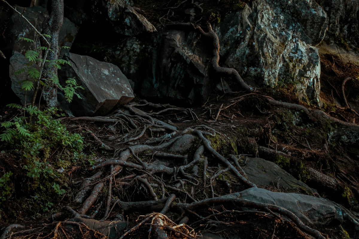 a bunch of trees that are growing out of the ground