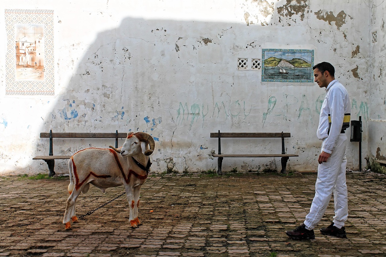 desire, mutton, sheep, horns, alger, kasbah, north africa, historic center, wool, farm animal, mutton, alger, alger, alger, alger, alger