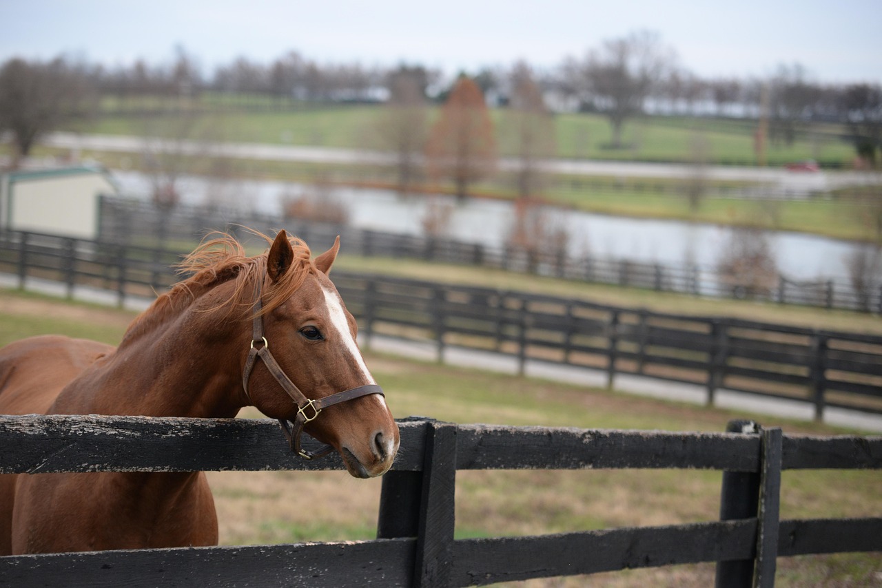 horse, animal, nature, mammal, equine, kentucky, farm, fences, racehorse, landscape
