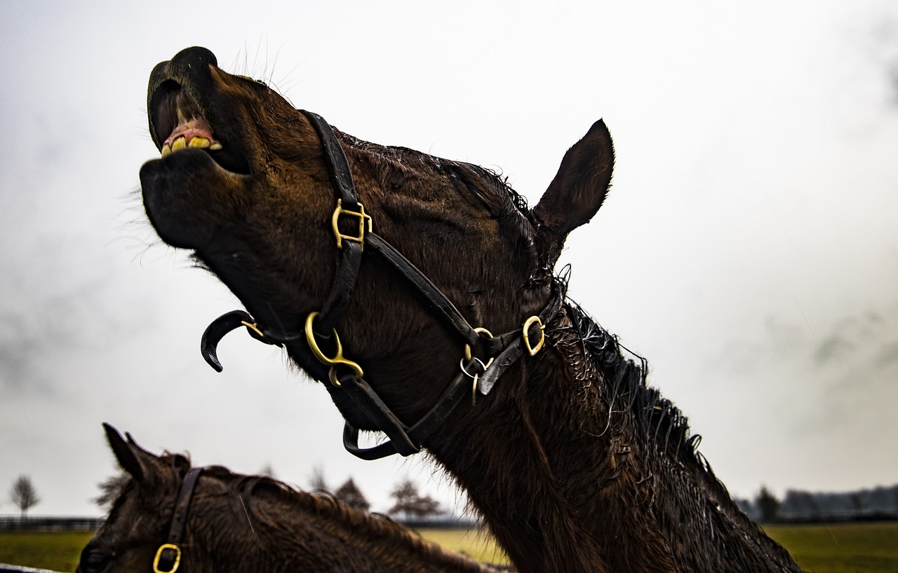 lexington, kentucky, horse, happy, animal, nature, happiness, horses, cute, equine, lexington, lexington, kentucky, kentucky, kentucky, kentucky, kentucky