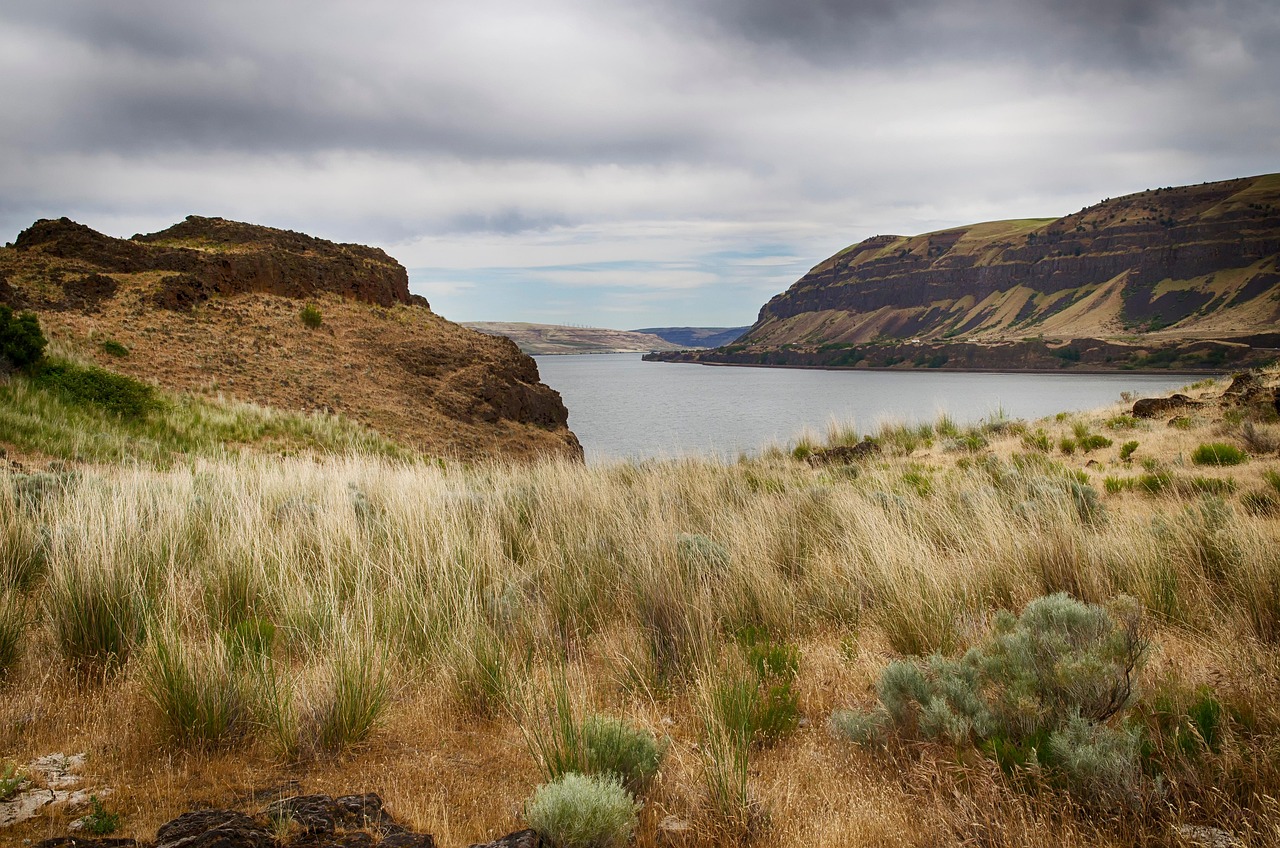 canyon, cliffs, river bank, river, grasses, sagebrush, gorge, scenery, nature, columbia river gorge, nature preserve, washington, oregon, america, usa, river bank, river bank, sagebrush, sagebrush, sagebrush, oregon, oregon, oregon, oregon, oregon