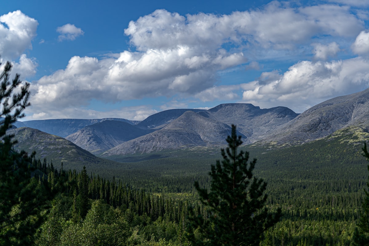 A view of a mountain range with trees in the foreground
