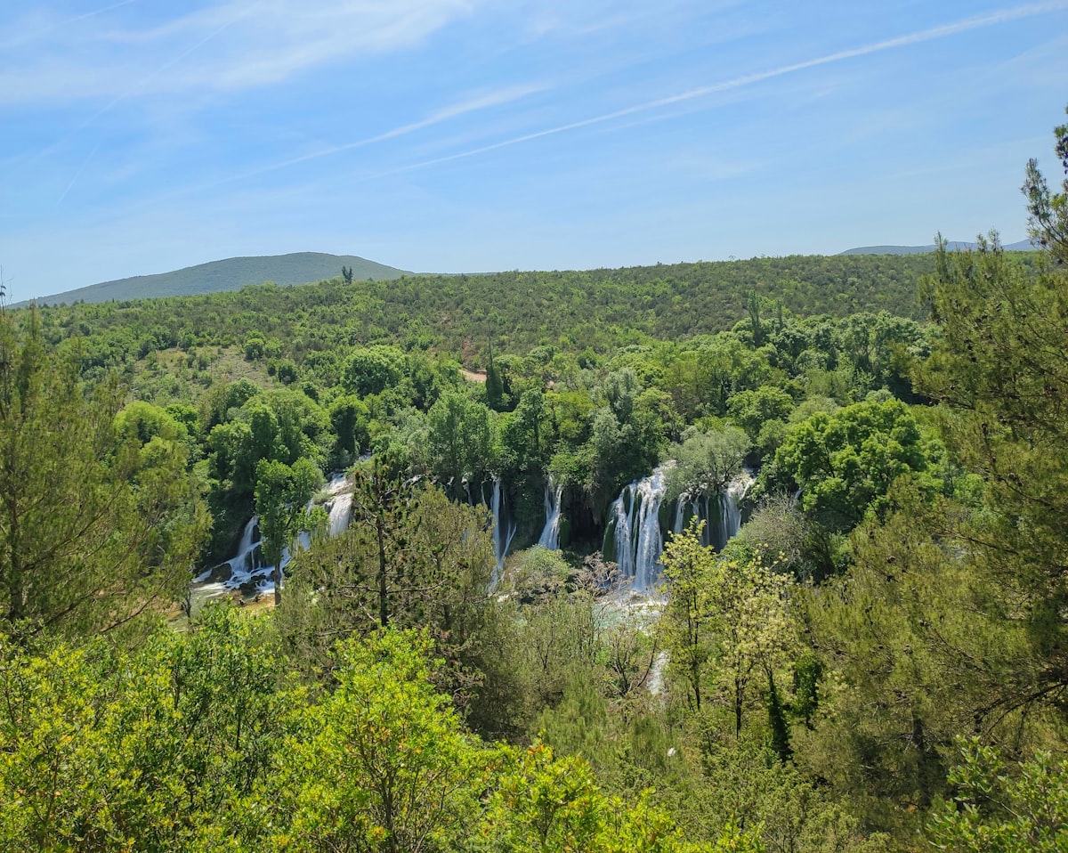 a lush green forest filled with lots of trees