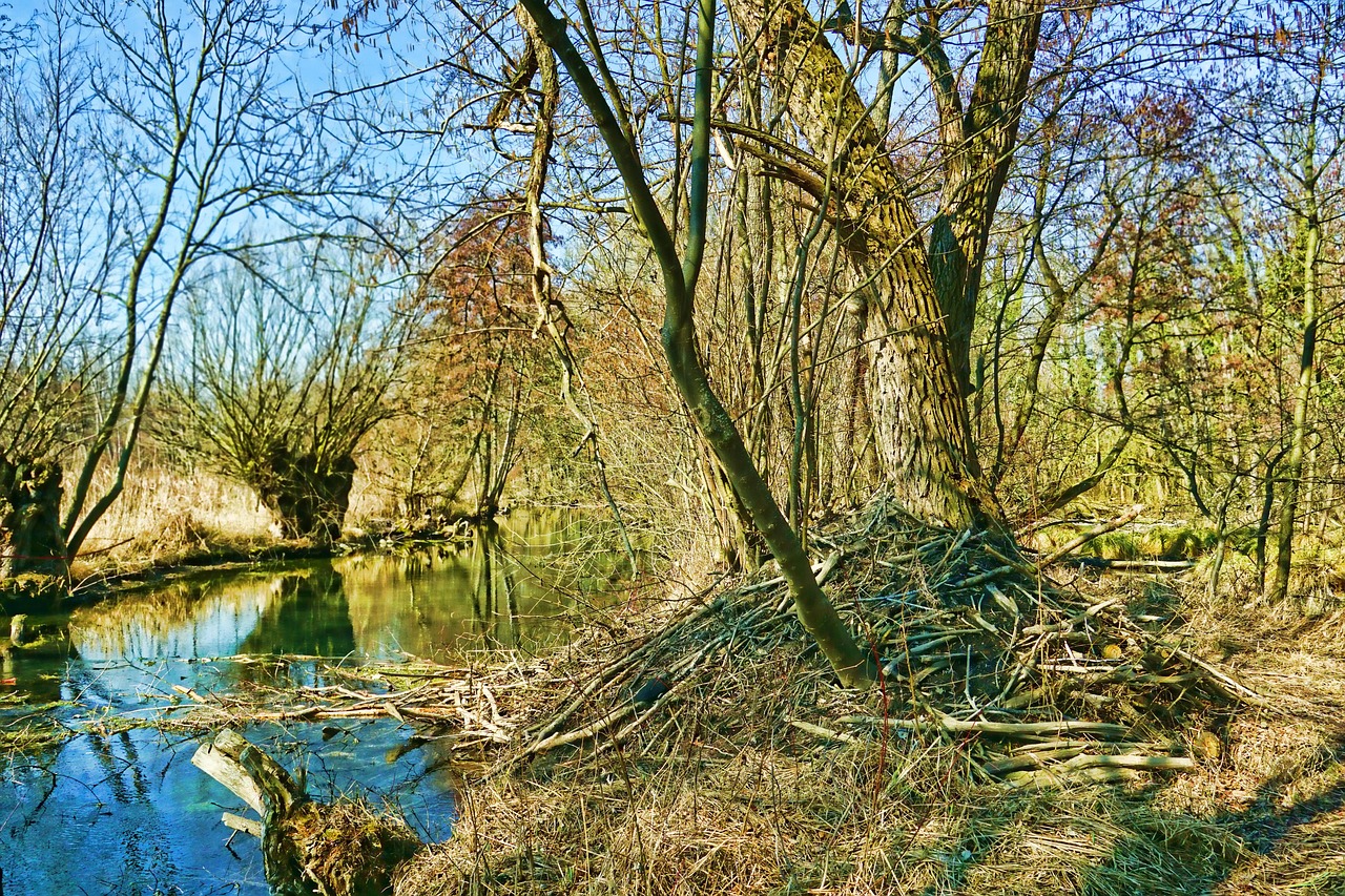 nature, flow, beaver castle, wood, landscape, tree, good weather