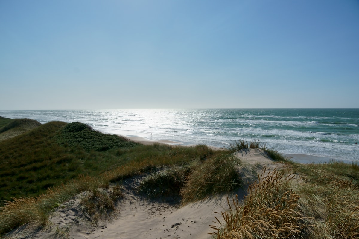 a sandy beach with plants and water
