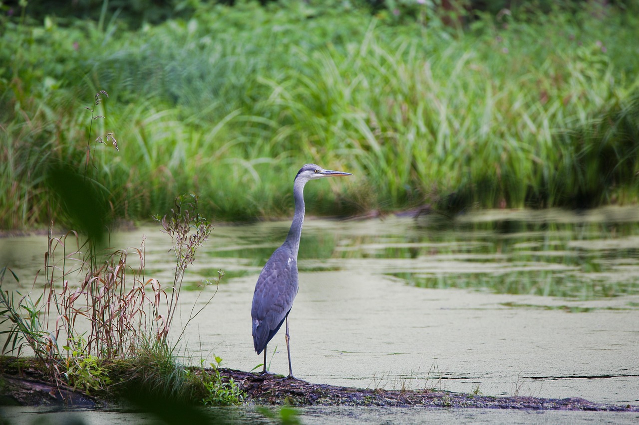 waters, nature, lake, puddle, bird, flow, marshland, swamp, wildlife, grass, heron, wild, animal, feather, summer, bird feather, easy, plumage, creature