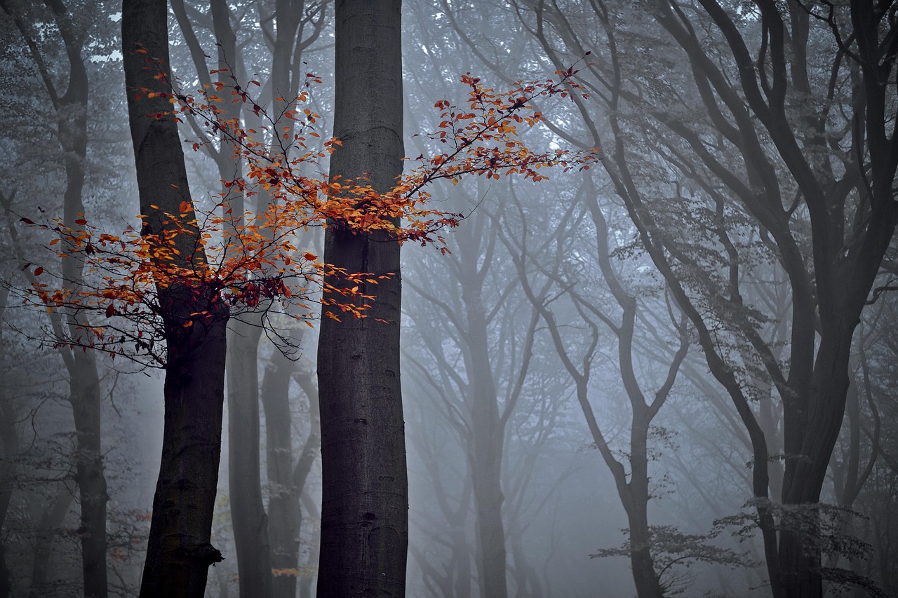 forest, nature, trees, beech, autumn, fog, foliage, nature, nature, nature, nature, nature