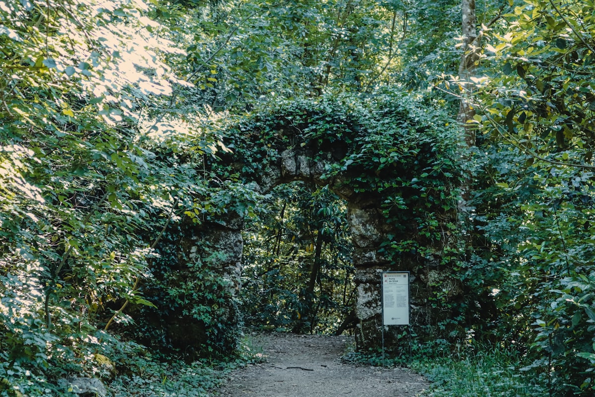 An ivy-covered stone arch leads into a forest.
