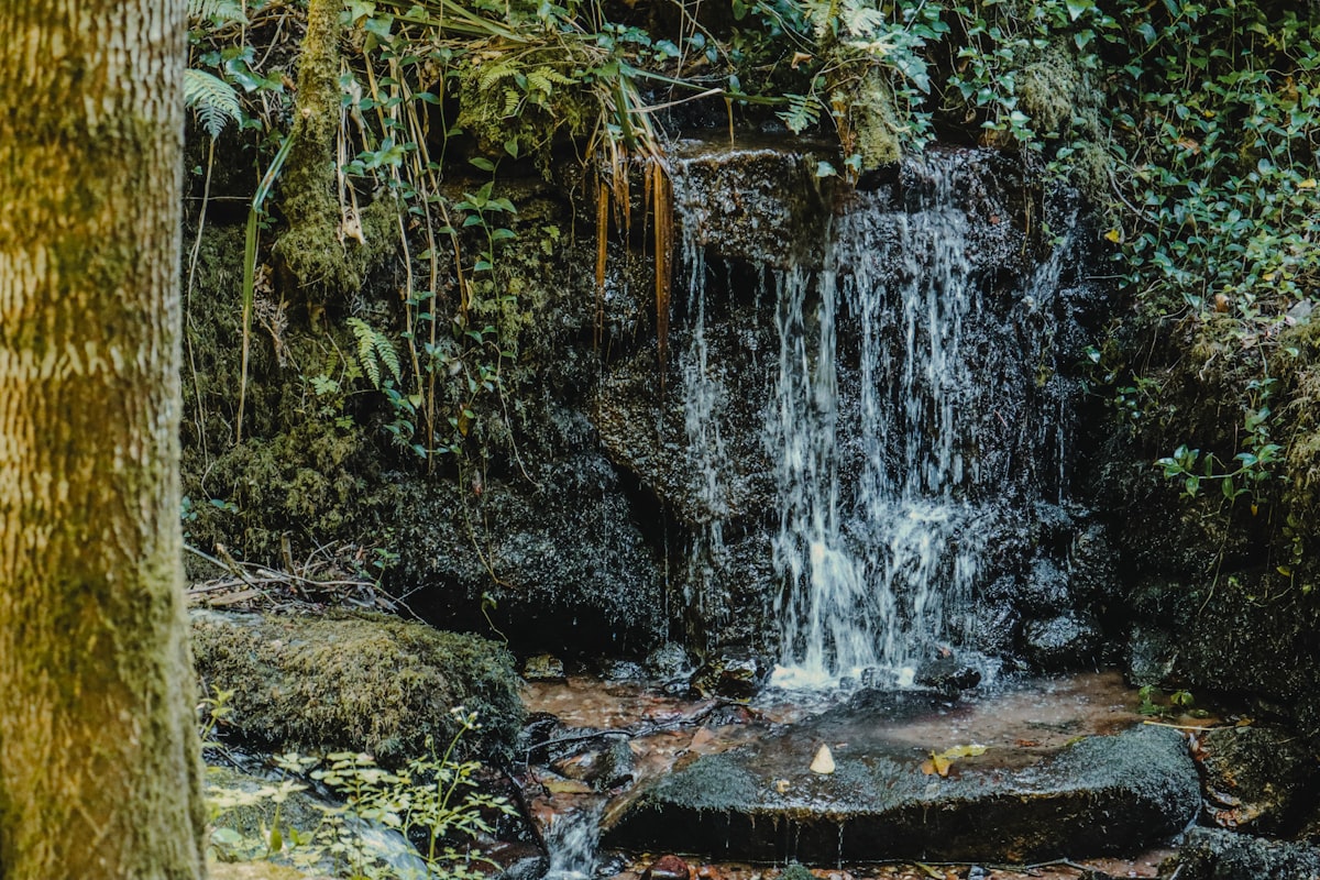 A small waterfall flows in a forest.