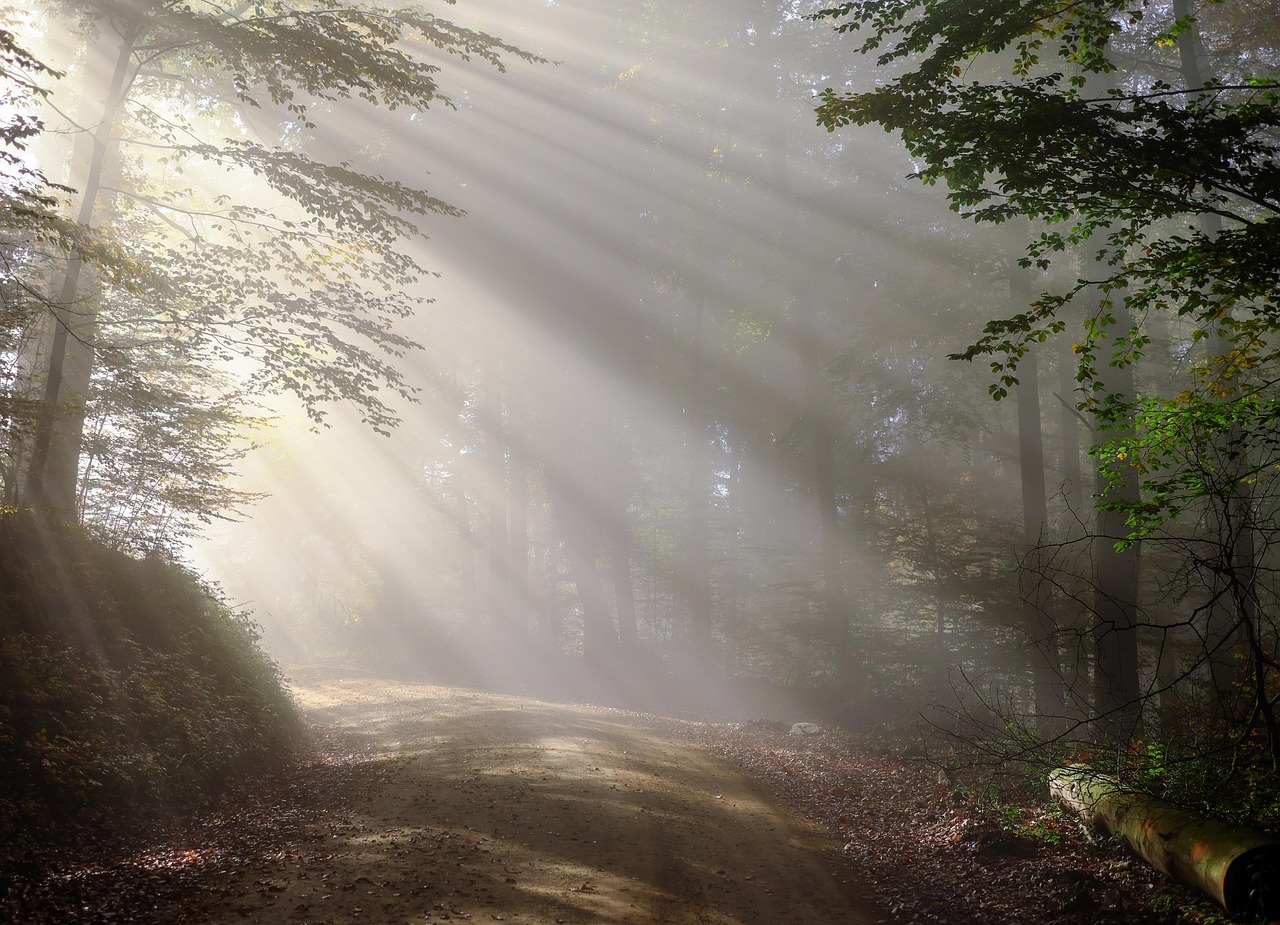 dirt road, sunbeams, forest, fog, foggy morning, haze, mist, misty, trees, woods, nature, woodlands, sunrays, sunlight, path, trail, morning, forest path, black forest