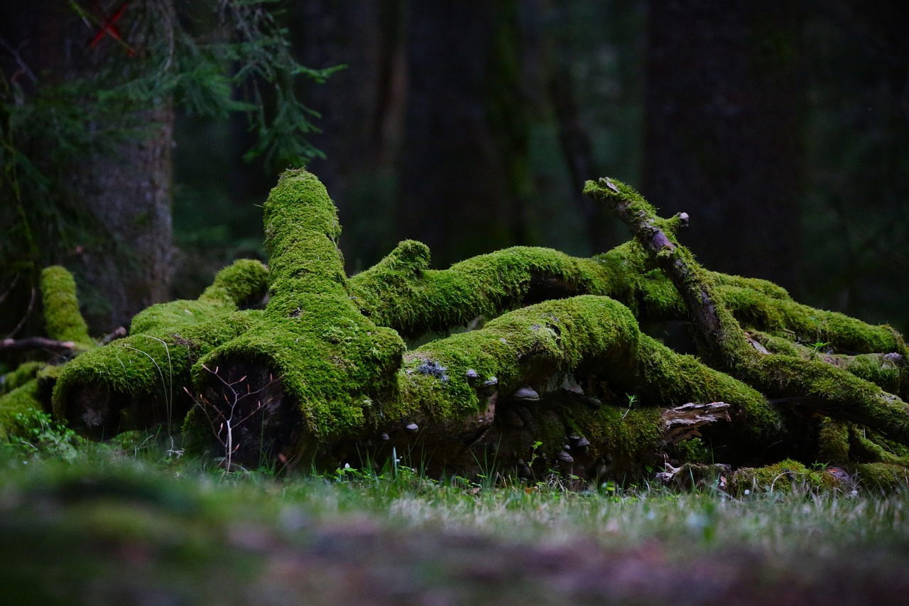 landscape, trees, spring, branch, forest, nature, woods, wilderness