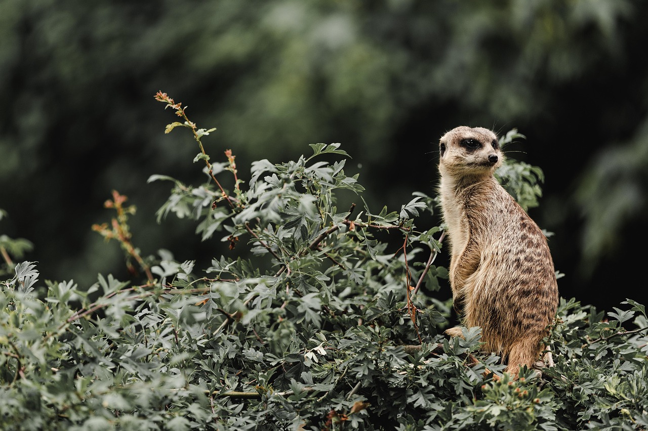 zoo, meerkat, moody, animal, wild, wildlife, mammal, africa, cute, zoology, strip, nature, safari, wilderness