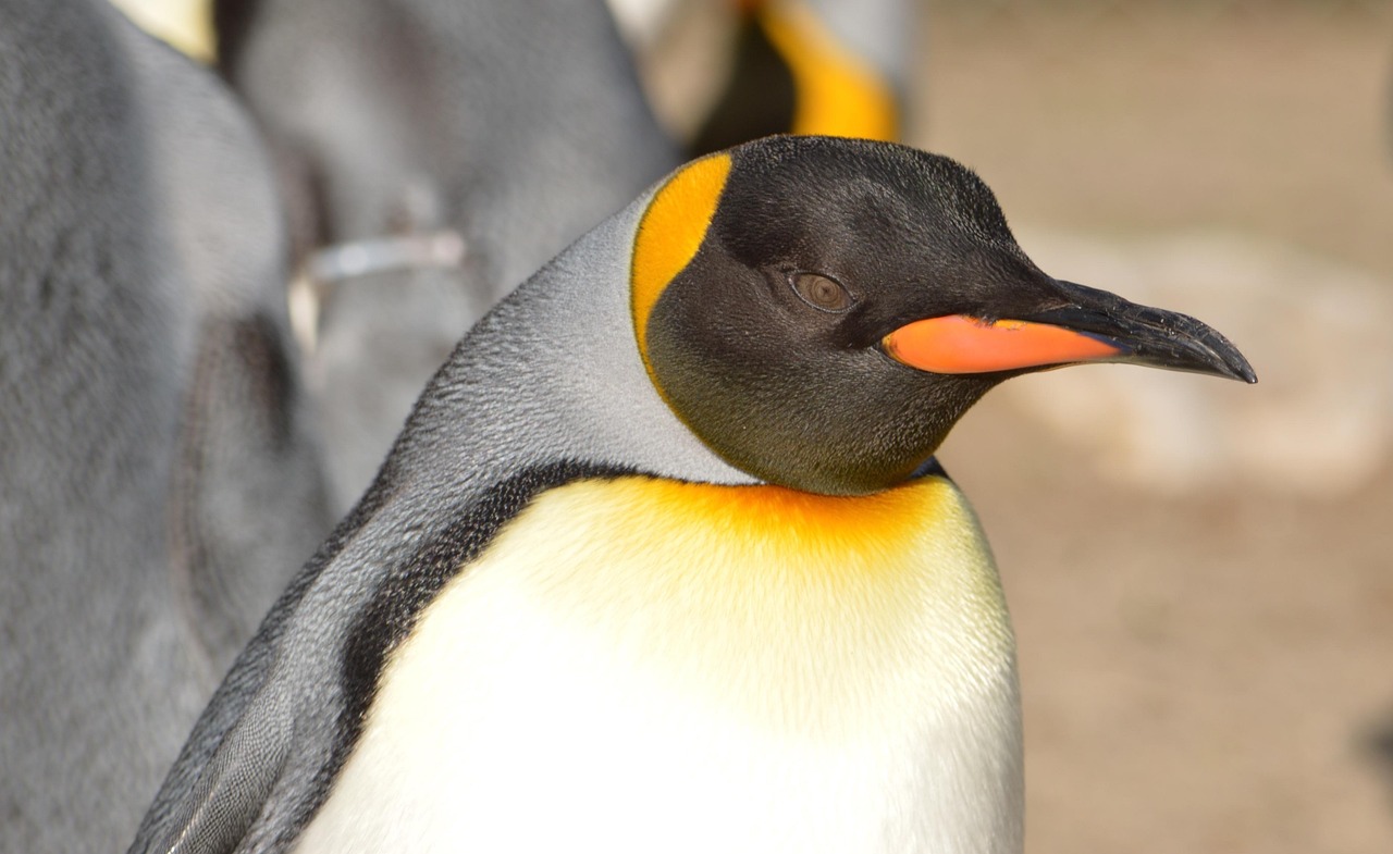 penguin, zoo, penguin, penguin, penguin, penguin, penguin
