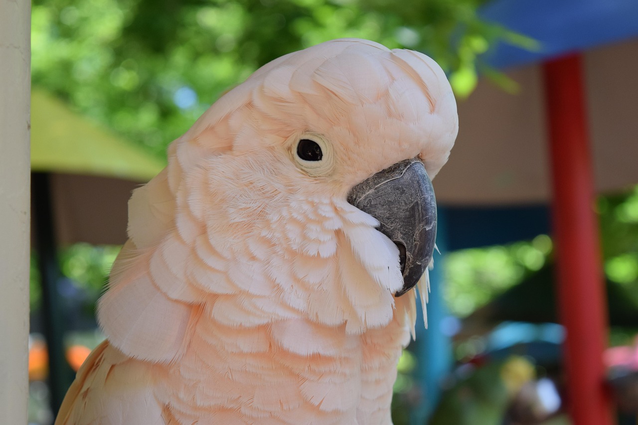 parrot, pink, bird, animal, outdoor, park, nature, aviary, flight