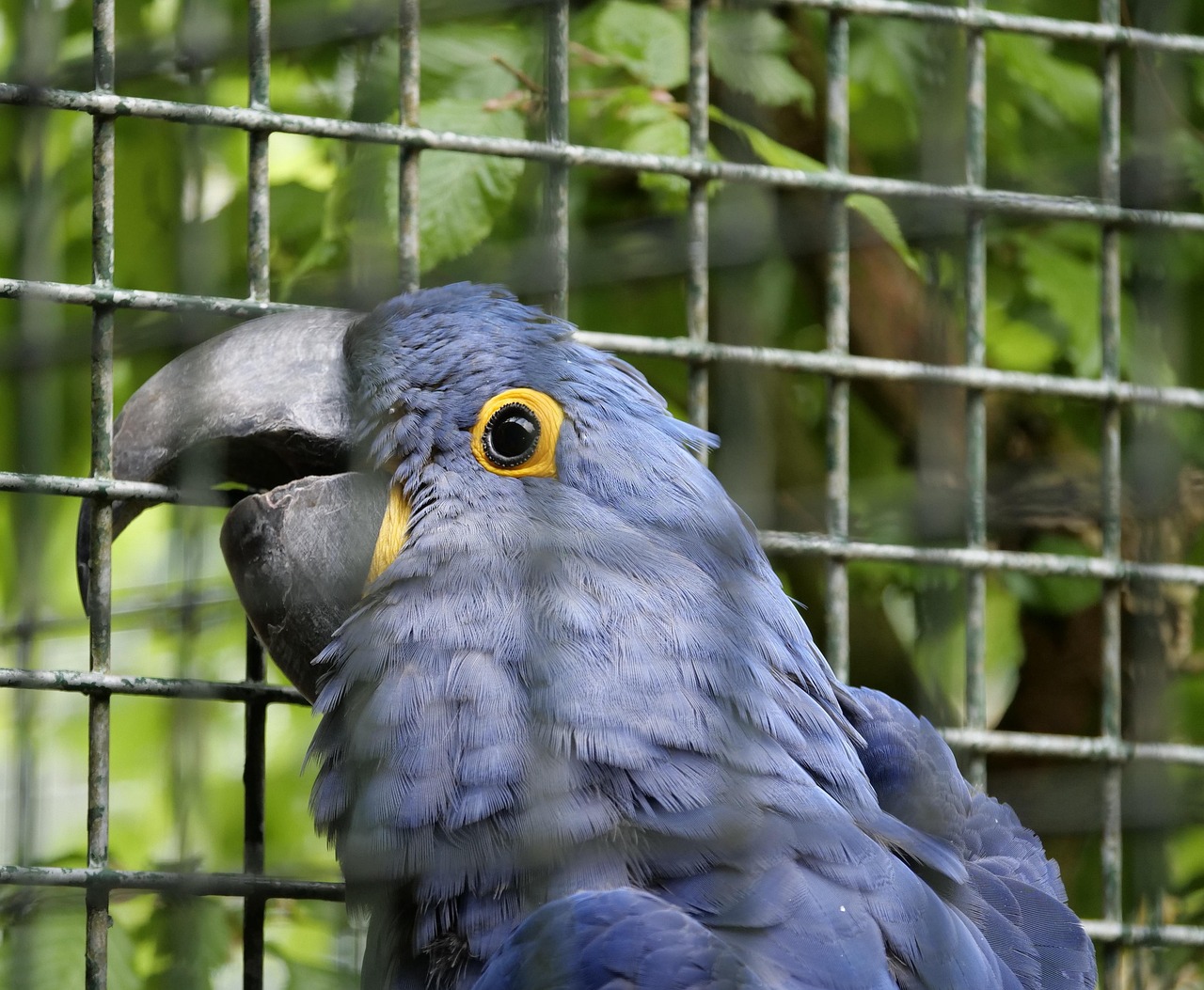era, bird, parrot, blue, marlow bird park, pretty, animal, wildlife, beak, nature, portrait, blue macaws