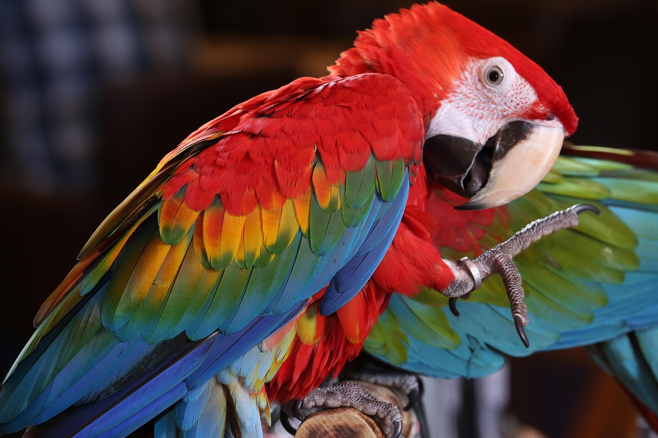 scarlet macaw tropical bird, brazilian rio rainforest, macaw, parrot, brazil, red, costa rica, national park, scarlet macaw, tropical bird, nature, beak, bird, close-up, multi colored, amazon rainforest