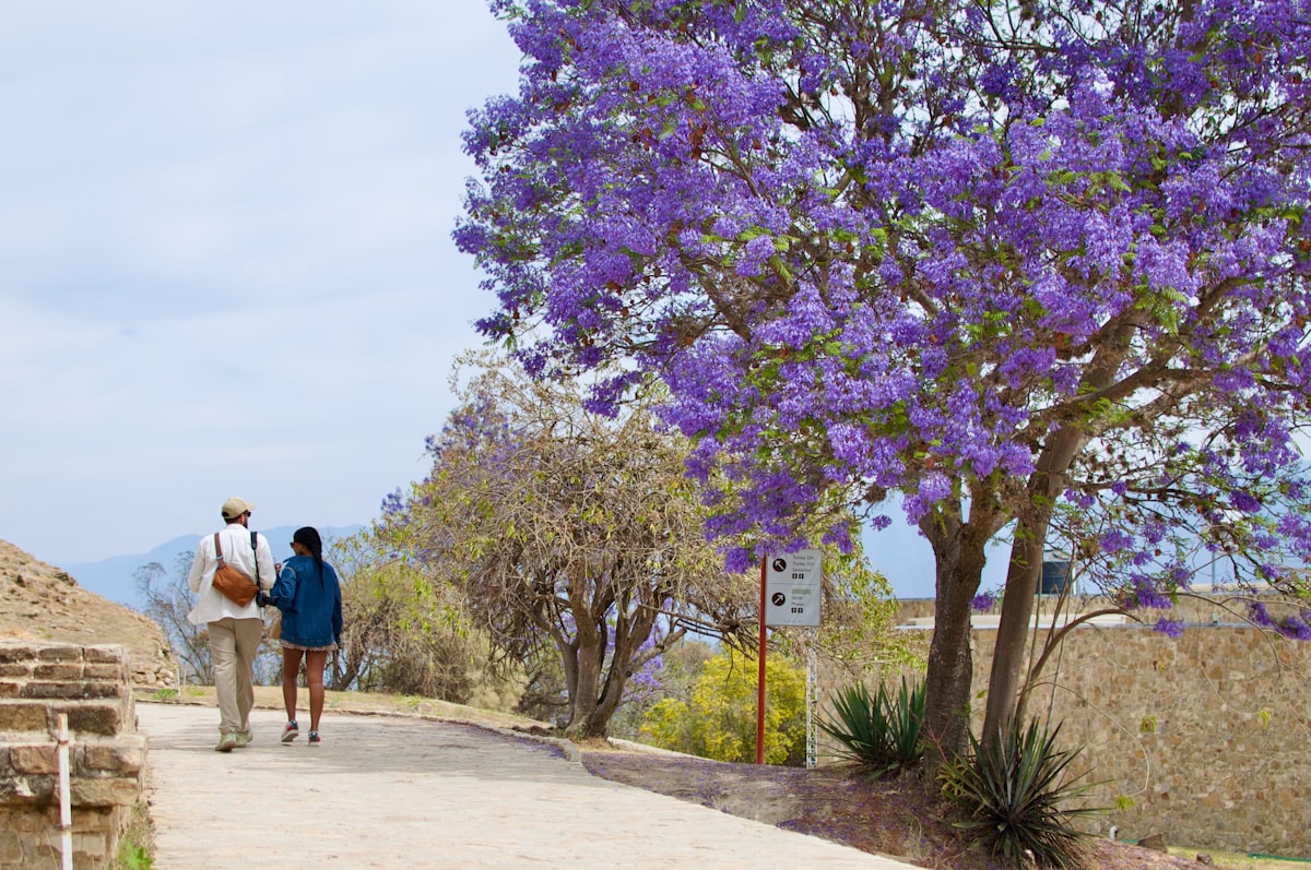 Two people walk under a blooming purple tree.