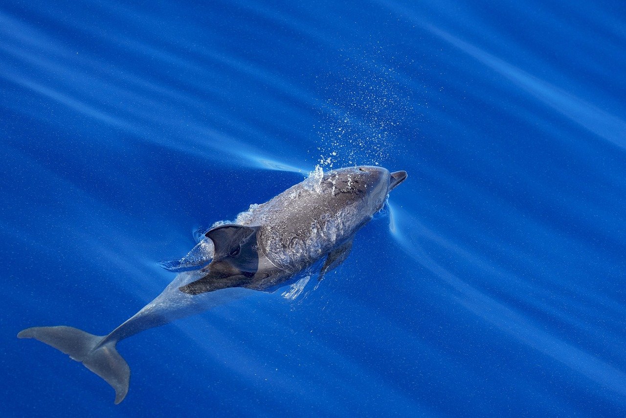 pop up, bubble, air, nature, sea, dolphin, water, deep, blue, fin, ocean