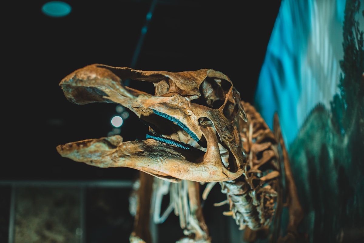 a skeleton of a dinosaur in a museum
