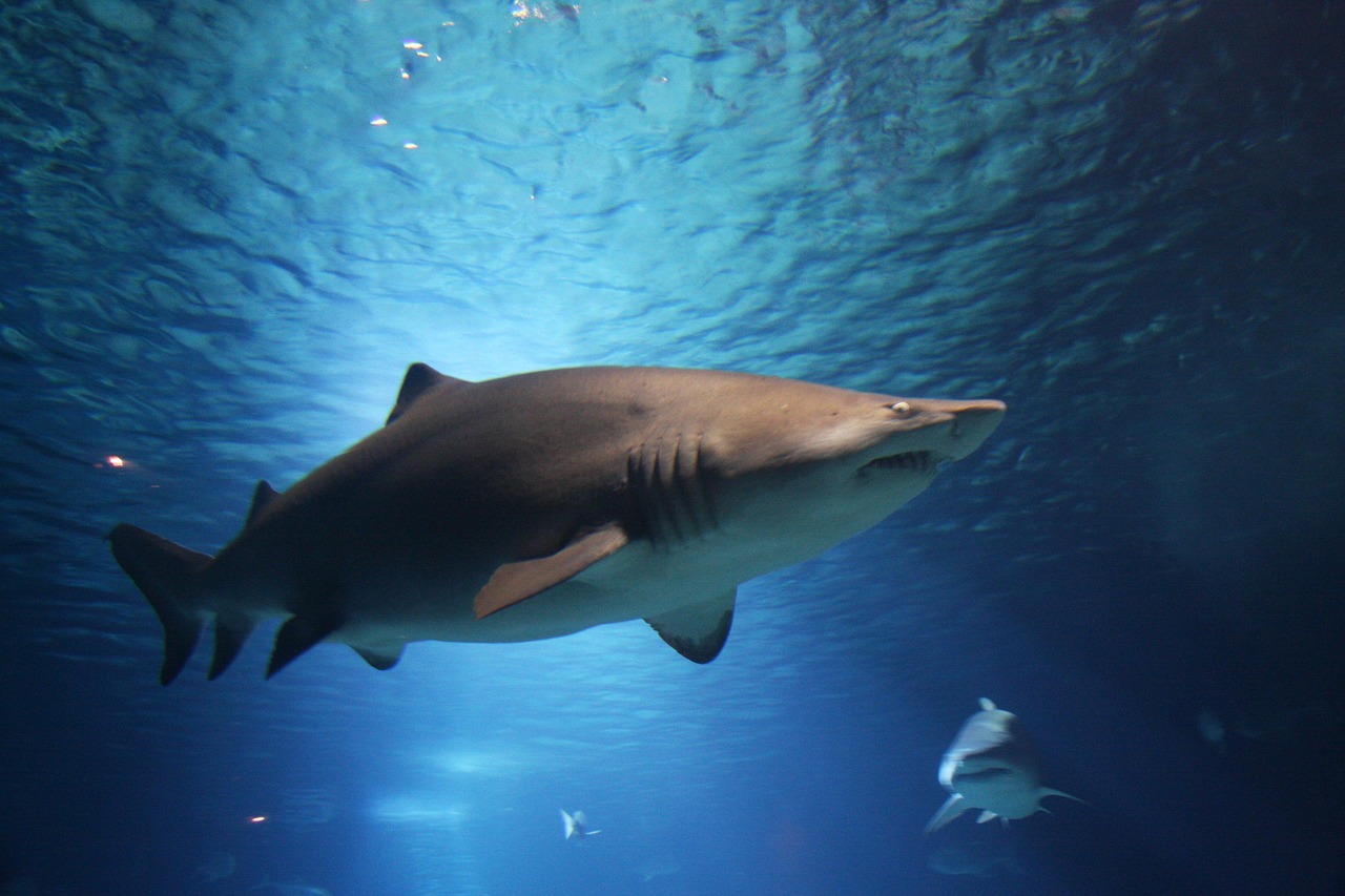 shark, nature, sea, ocean, water, animals