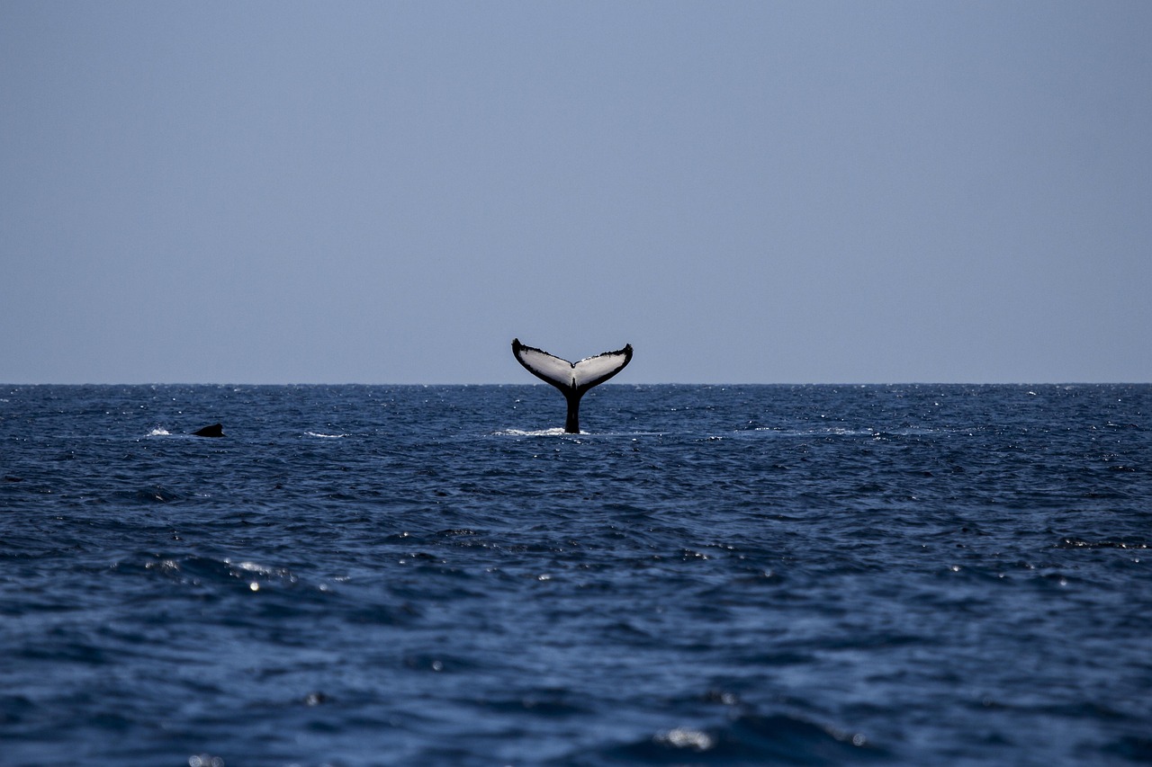 whale, humpback, humpback whale, ocean, mammal, sea, animal, marine, water, watching, wildlife, life, nature, tail, fin, wild, splash, underwater, travel, tourism