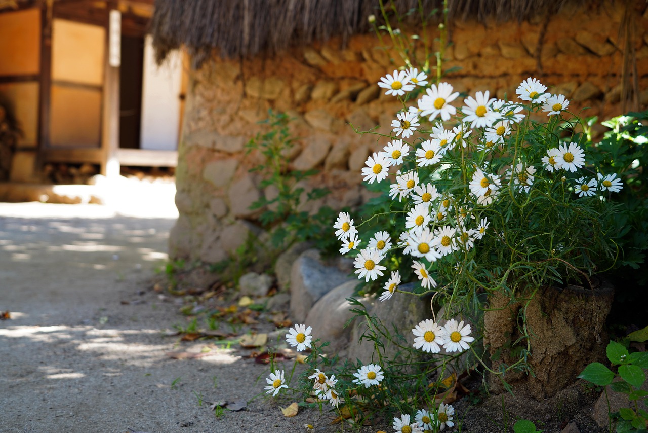 thatch roofed hose, korean folk village, hometown, traditional, autumn, yongin, korea, hometown, hometown, hometown, hometown, hometown