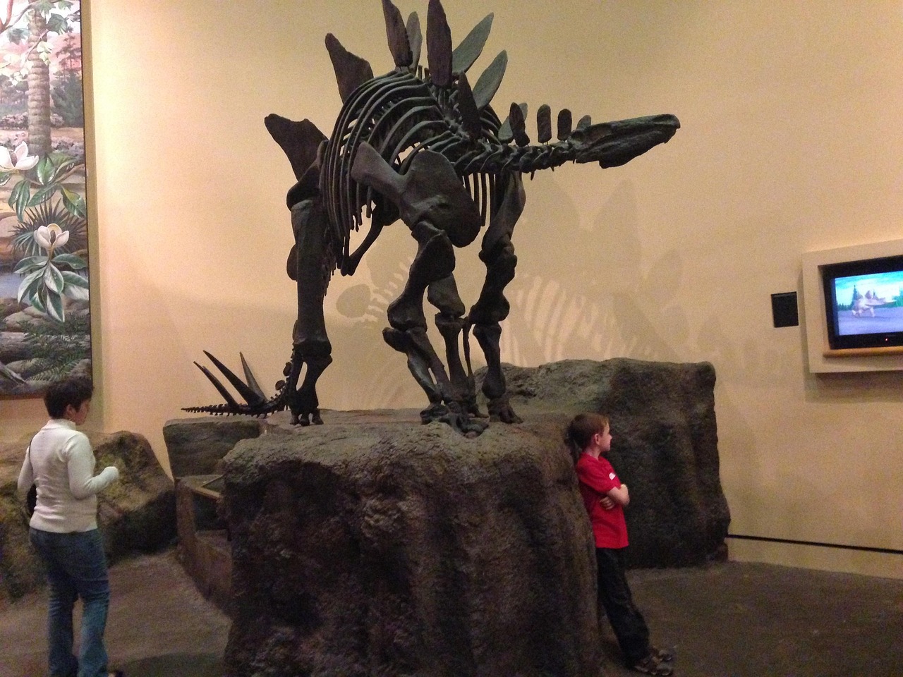 stegosaurus, museum, skeleton, prehistoric, dinosaur, paleontology, history, science, dino, extinct, brown science, brown history, brown dinosaur, stegosaurus, stegosaurus, stegosaurus, stegosaurus, stegosaurus
