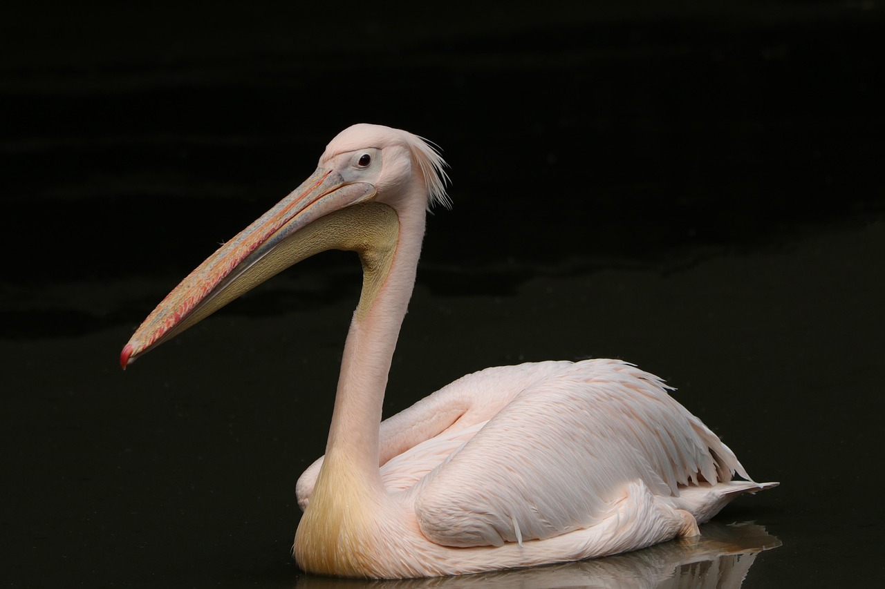 pelican, bird, waterfowl, animal, fauna, nature, pelecanus onocrotalus, wildlife